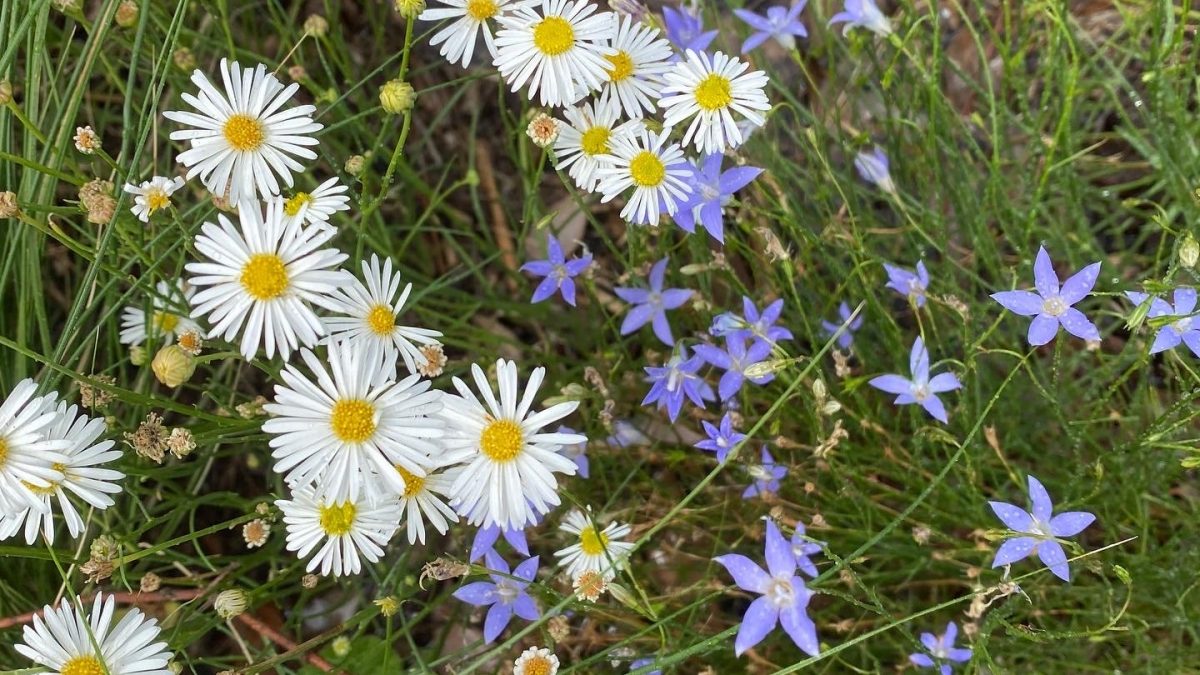 Melbourne Pollinator Project