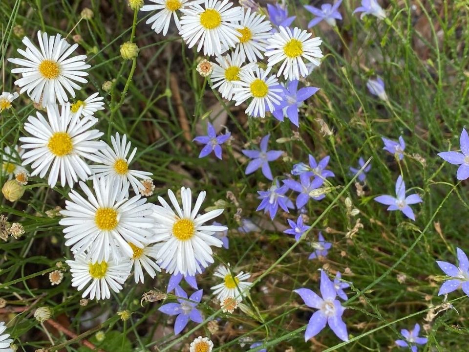 Melbourne Pollinator Project