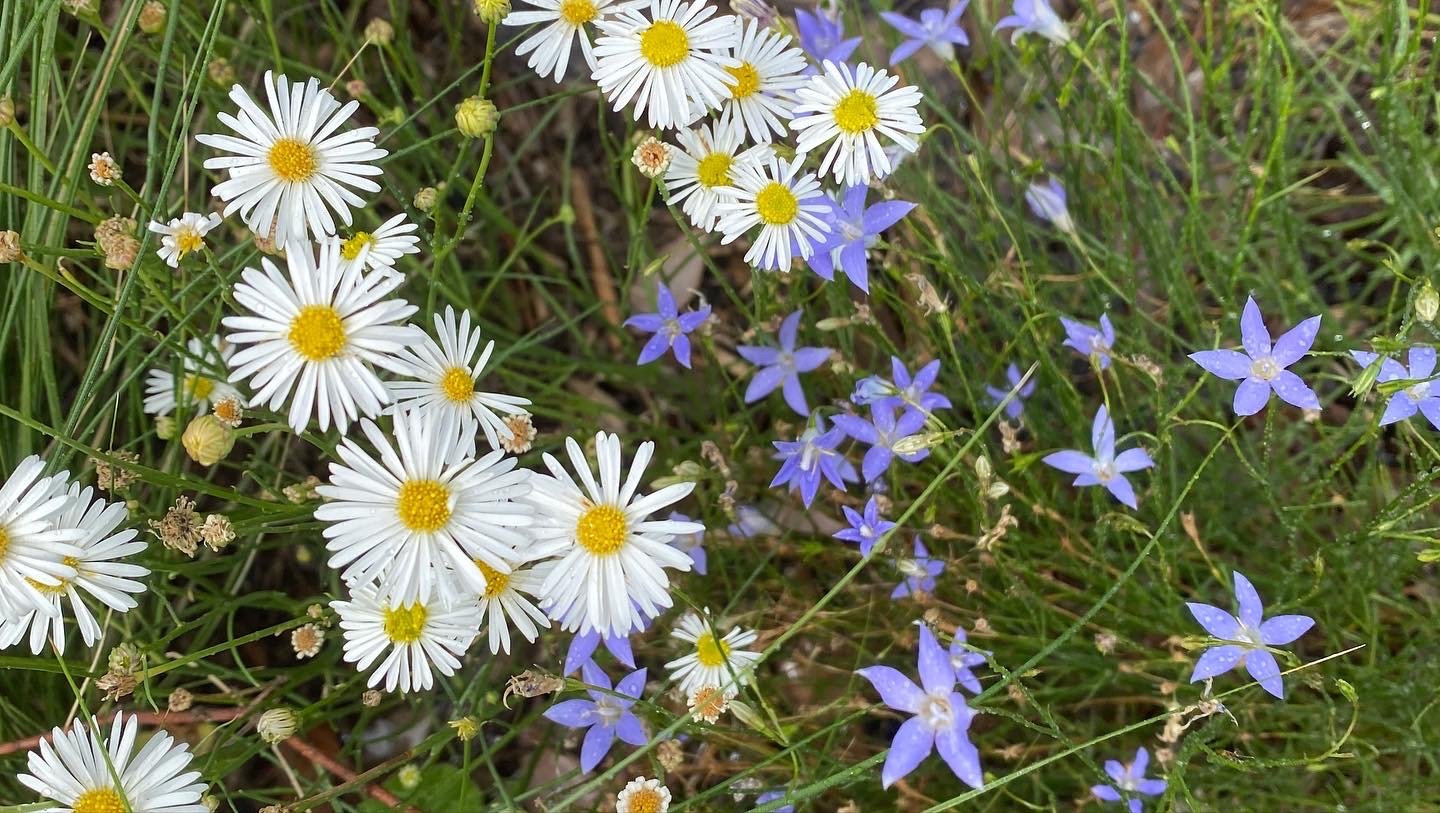 Melbourne Pollinator Project